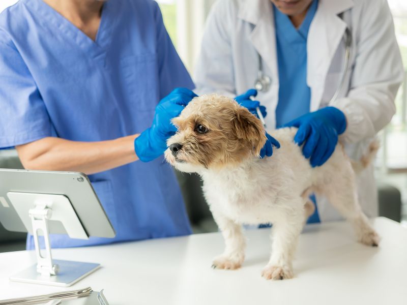 Como Escolher o Melhor Sistema para Clínica Veterinária?
